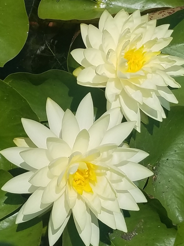 Water lilies at the local botanical garden