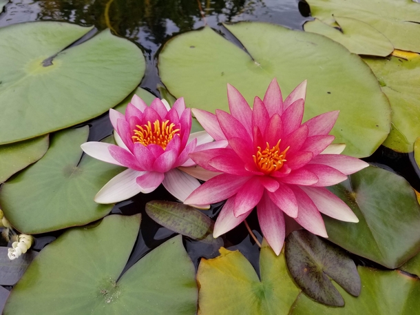 Water lillies growing in a garden at Mission San Juan Capistrano CA 