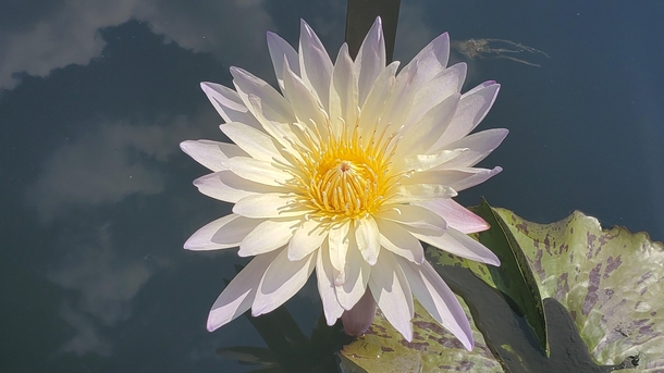 Water lily at the New York Botanical Garden