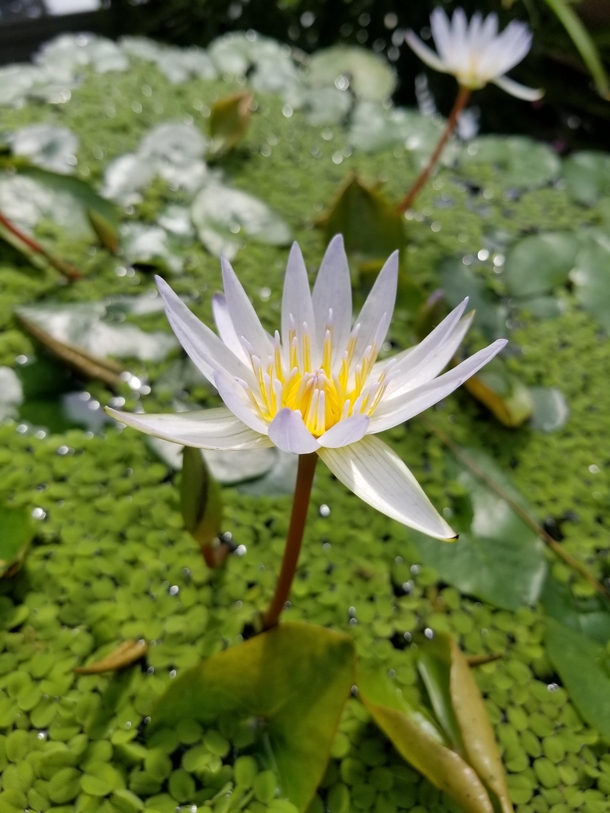 Water Lily Nymphaea micrantha at NYC Botanical Garden 