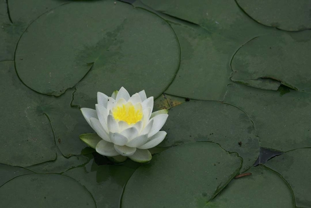 Water Lily Nyphaea spp blooming in Korea photo by Steve Evans 