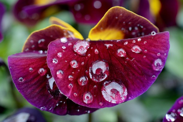 Waterdrops cover the blossoms of horned violets Viola cornuta 