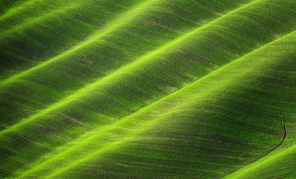 Waves of green in Tuscany 