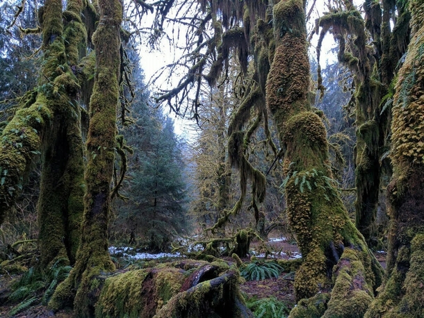 We found FernGully Hoh Rain Forest - Olympic National Park 