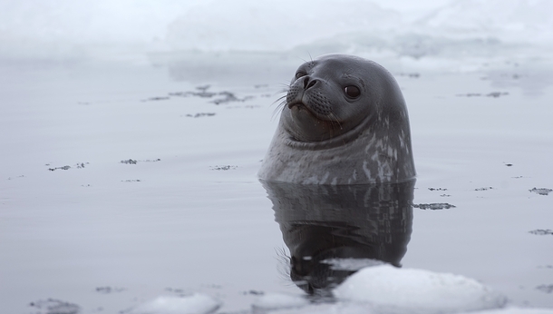 weddell seal leptonychotes weddellii near king george island antarctica  29351