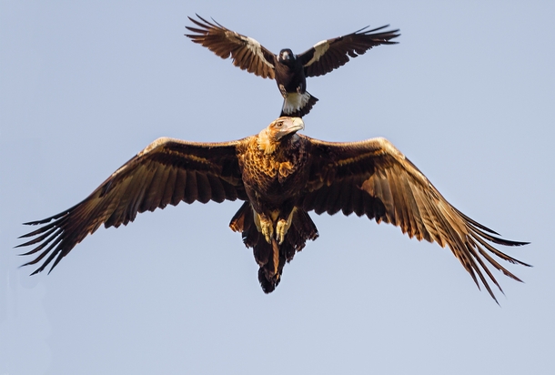 Wedge Tailed Eagle and Magpie fighting 