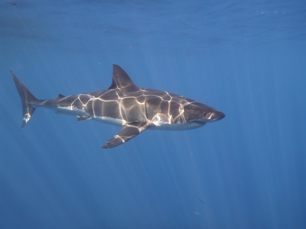 Went Great White diving off the coast of Isla Guadalupe Found em 