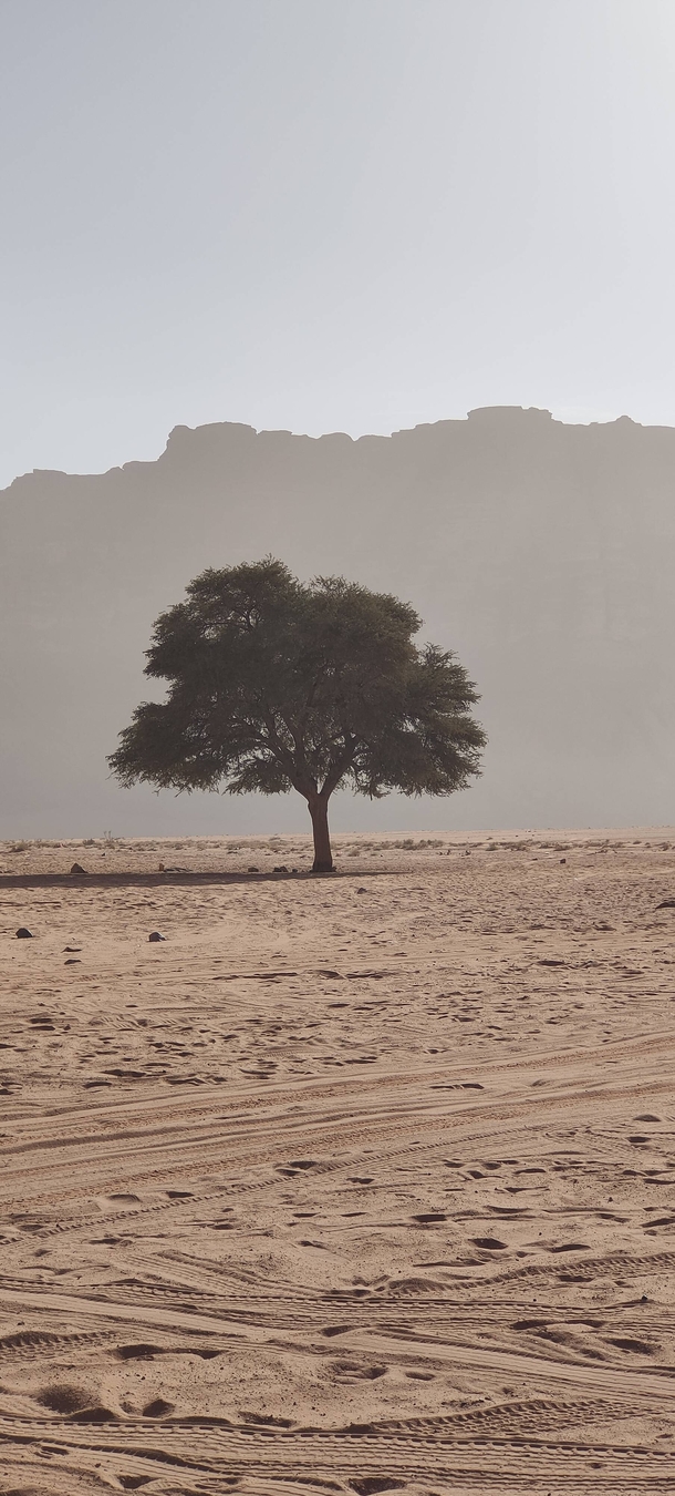 Went to Wadi Rum Jordan and found this lone tree growing in the middle of the desert in absolutely trying conditions 