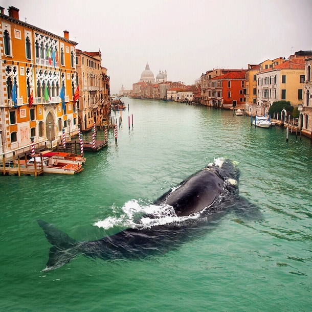 Whale in Venice Photorator