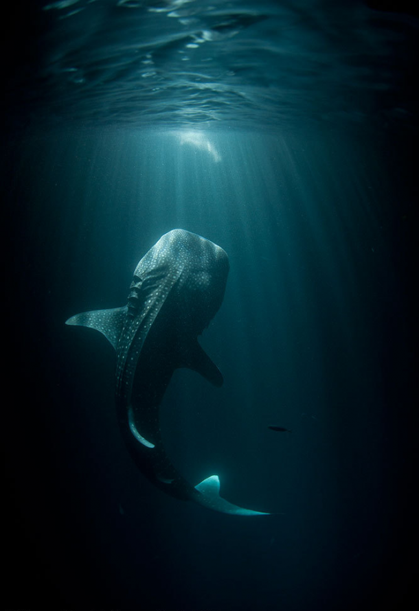 Whale Shark Rhincodon typus  rpics x-post