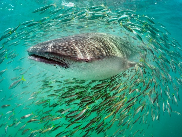 Whale Shark Yucatn Peninsula 