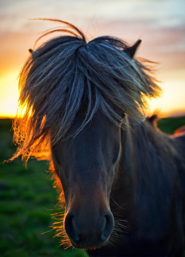 What horses look like in Iceland 