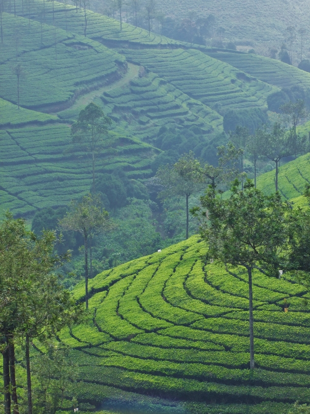 What I meant to post yesterday Indian tea plantations 
