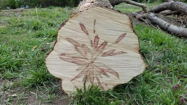 What kind of tree is this Cut down today by a friend Shenandoah Valley near mouth of Shenandoah River OC