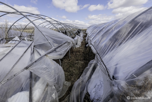 Whats left of the greenhouses after an illegal grow op was found on an abandoned farm