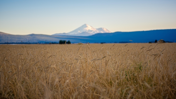 Wheat fields with a view of Mount Shasta Macdoel CA 