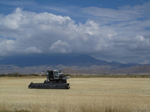 Wheat Harvester Camas County Idaho 