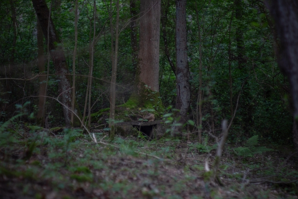 When my parents moved to where Ive grown up they explored the forest around the plot in the swamp they found this well from the s reclaimed by nature after dinner I went down in the swamps to photograph it takin pictures in the dark is difficult and kinda