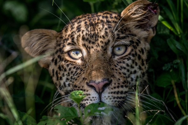 When youre in the bush and you think youre being watched you are probably getting watched  Leopard  Panthera Pardus 