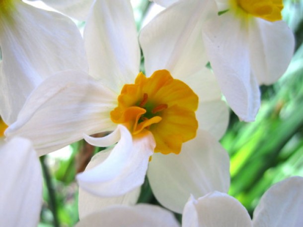 White and Yellow Daffodil Narcissus 