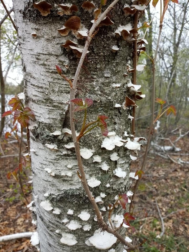 White birch poison ivy unknown papery fungus 