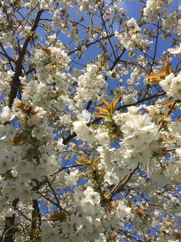 White Cherry Blossom  Chesham Buckinghamshire England