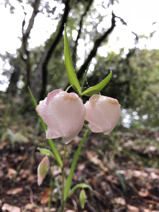White Fairy Lantern Calochortus albus Big Basin Redwoods State Park California 