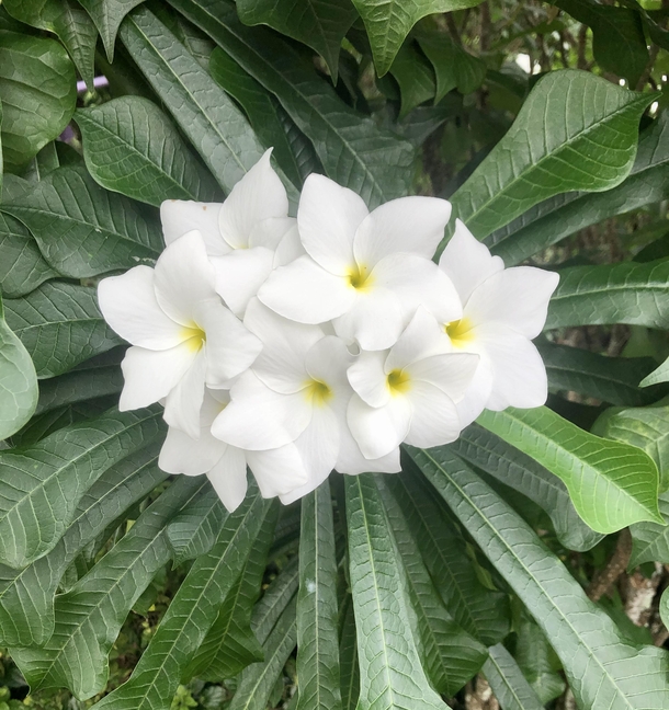 White frangipani   