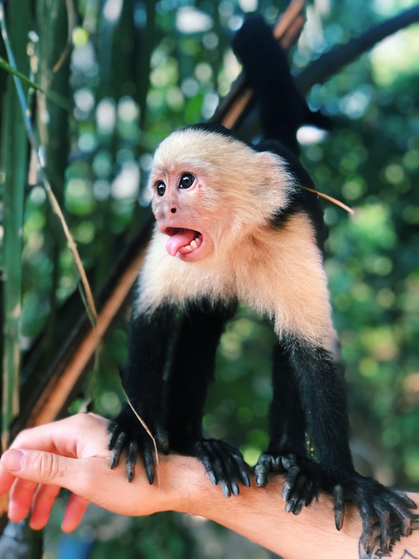 White-headed capuchins in Costa Rica