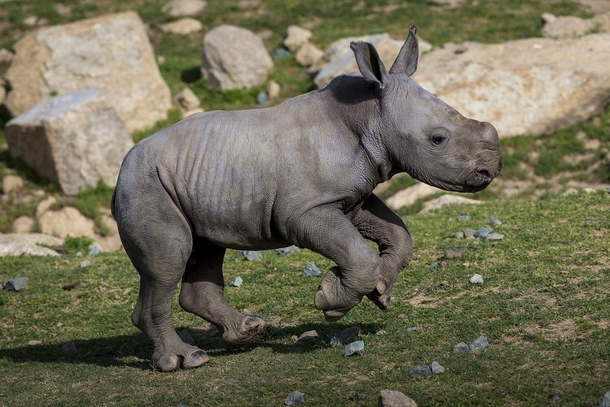 white Rhino Calf 