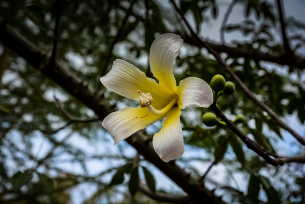White Silk Floss Tree Ceiba speciosa 