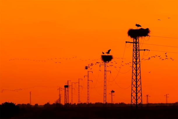 White Stork on power lines near Seville Spain Photo Carlos C Torres 