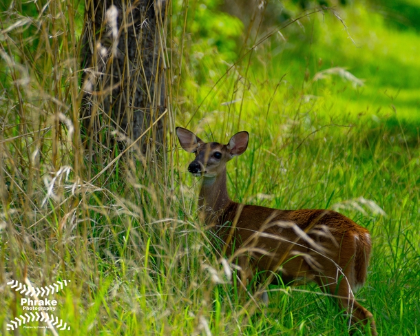 White-tailed deer in Costa Rica  x