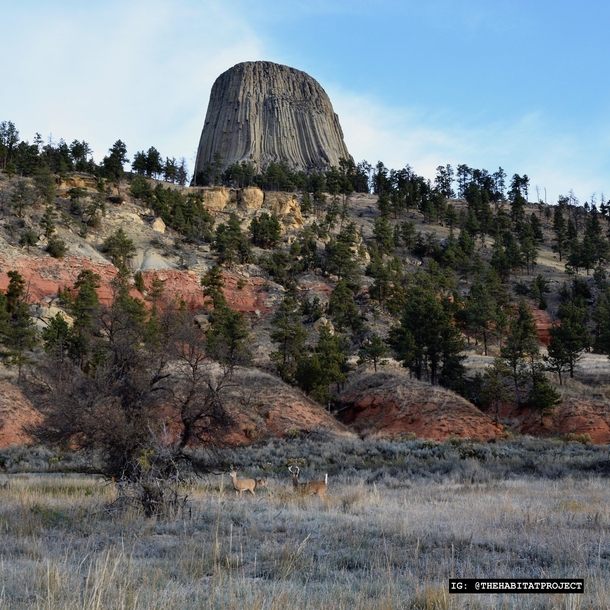 White-tailed deer in front of the unlike-anything-else Devils Tower WY during the fall 