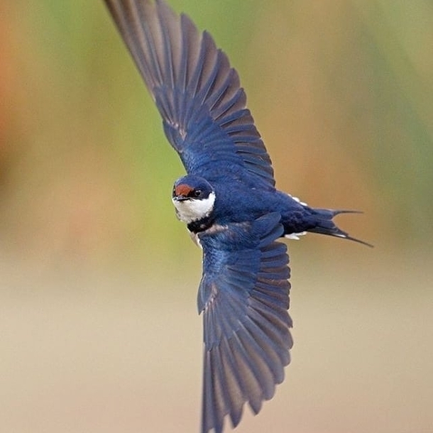 White Throated Swallow