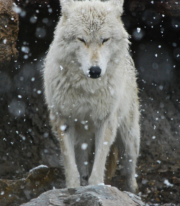 White wolf canis lupus in snow 