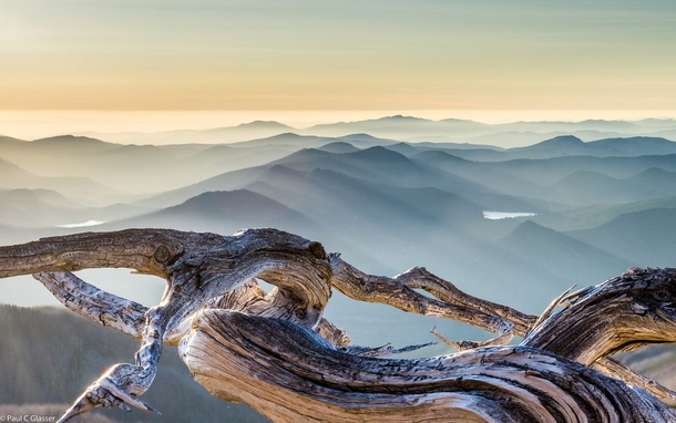 Whitebark pine against smoky hills Mount Hood Oregon  by Paul C Glasser