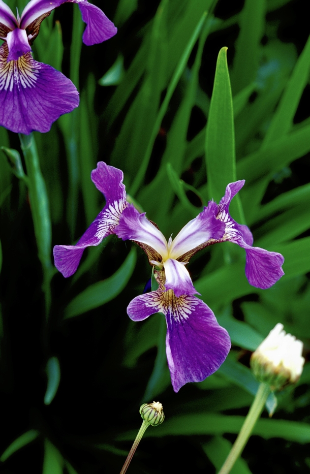 Wild Alaskan Iris 