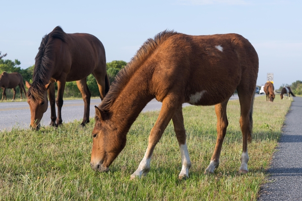 Wild assateague horses I was lucky enough to run into on my vacation there  I love the little white heart on his stomach