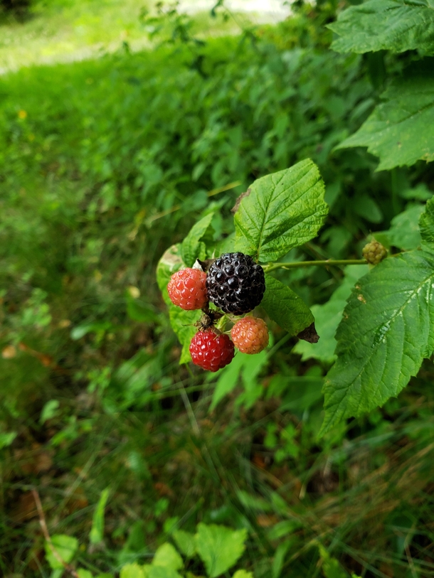 Wild blackberries in the woods at Wentworth New Hampshire 