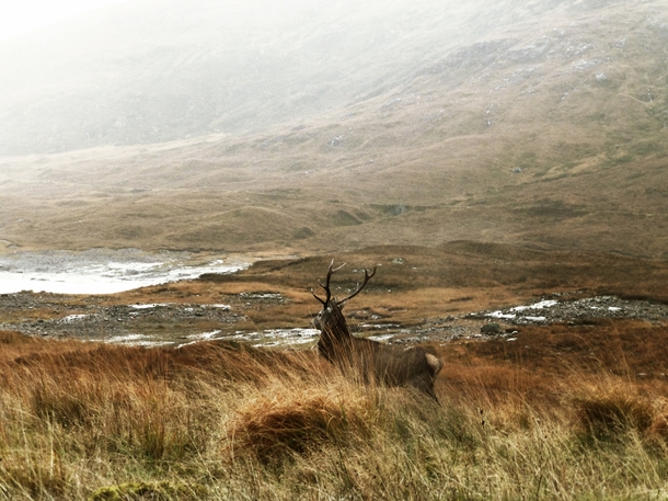 Wild Buck Isle of Skye Scotland 