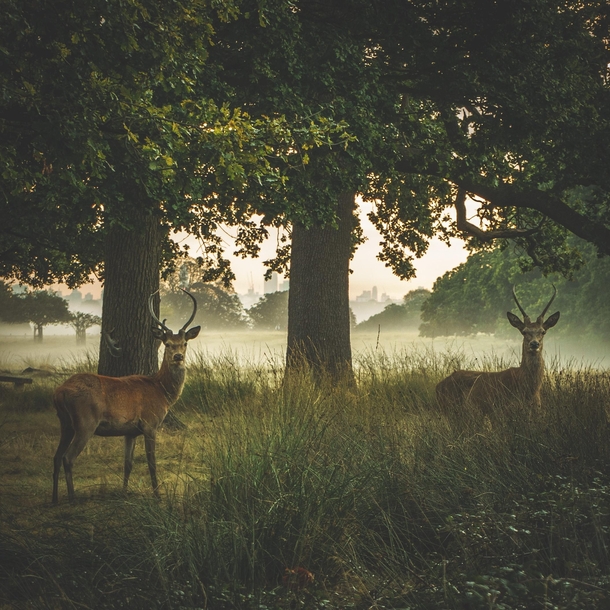 Wild Deer in London  photo by jackmaxandchuck