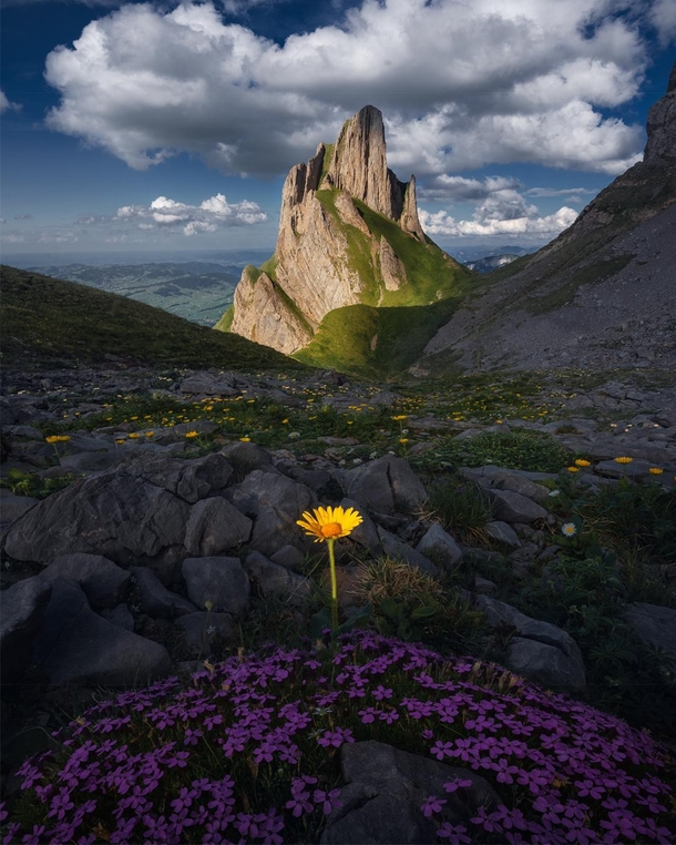 Wild flowers and insane peaks in Switzerland  by marcograssiphotography