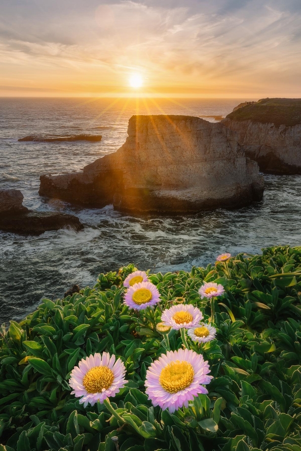 Wild flowers bloom on the California Coast marking the onset of a rather colorful spring 