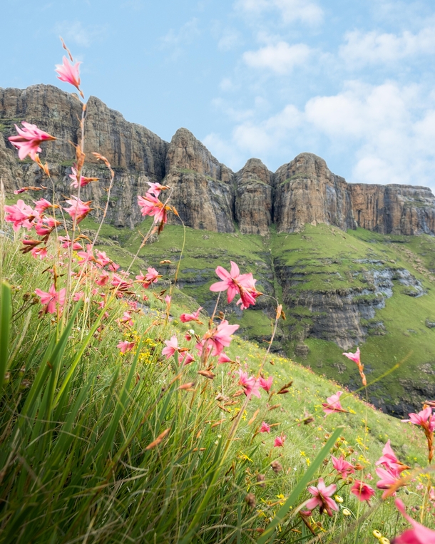 Wild flowers blowing in the wind in Northern Drakensberg Drakensberg South Africa 