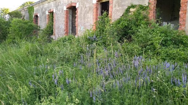 Wild flowers have replaced the boots at this abandoned military building