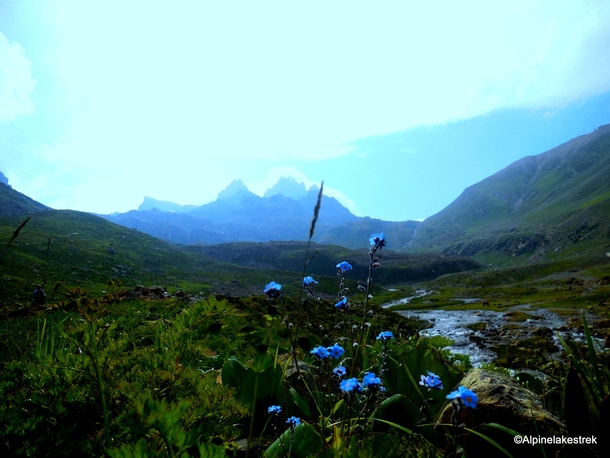 Wild flowers in Himalayas Vishansar lake Jammu and Kashmir OC x