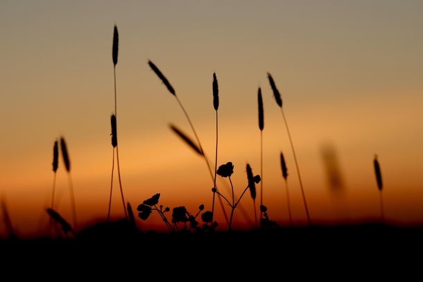 Wild grass against a sunset sky taken in Fryent Country Park London England No edits necessary