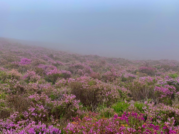 Wild heather on a misty day in Scotland 