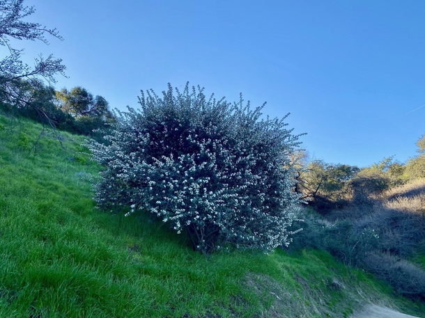 Wild Lilac in full bloom on the trail this morning part  Im guessing Ceanothus crassifolius